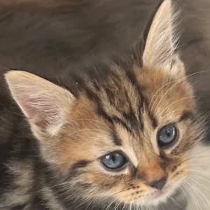 British blue cross maincoon kittens - Image 6
