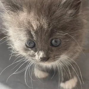 British blue cross maincoon kittens - Image 7