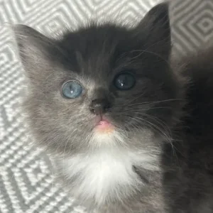 British blue cross maincoon kittens - Image 8