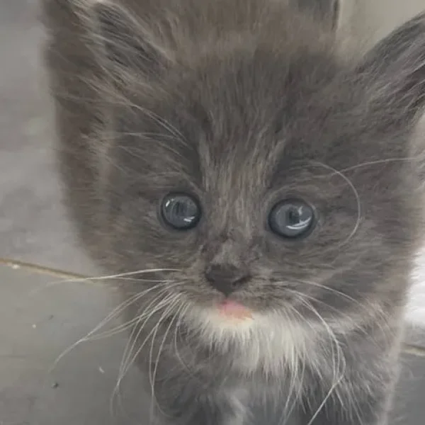 British blue cross maincoon kittens