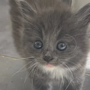 British blue cross maincoon kittens