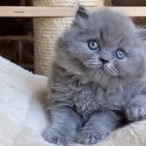 Blue British Shorthair Kittens - Image 2
