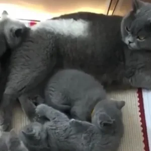 Blue British Shorthair Kittens - Image 3