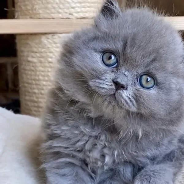 Blue British Shorthair Kittens