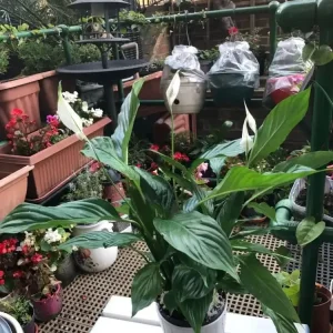Peace lily in very good condition