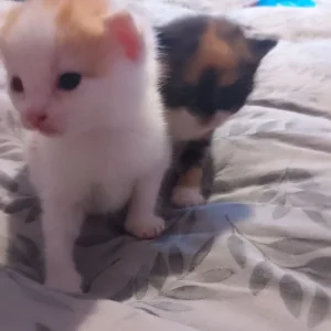4 beautiful kittens - Image 2