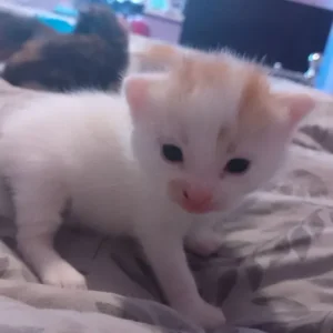 4 beautiful kittens - Image 3