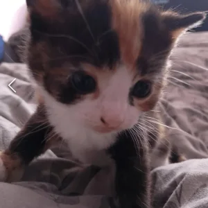4 beautiful kittens - Image 4
