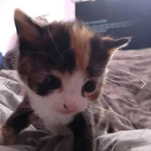 4 beautiful kittens - Image 5