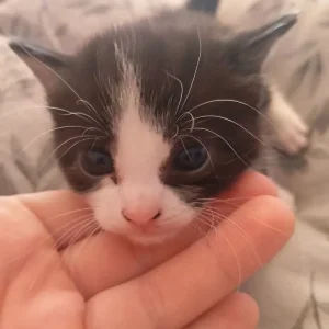 4 beautiful kittens