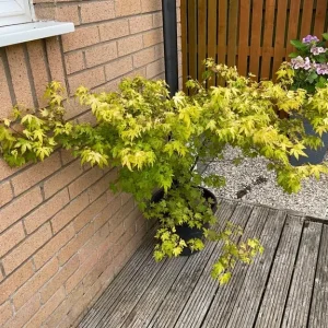 Mature acer tree in pot - Image 2