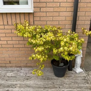 Mature acer tree in pot - Image 3