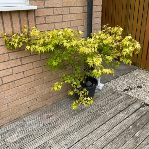 Mature acer tree in pot - Image 4