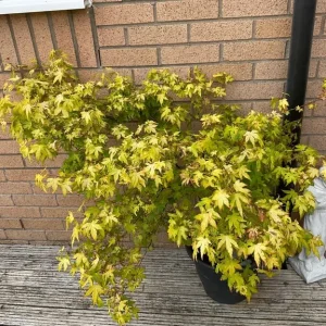 Mature acer tree in pot - Image 5