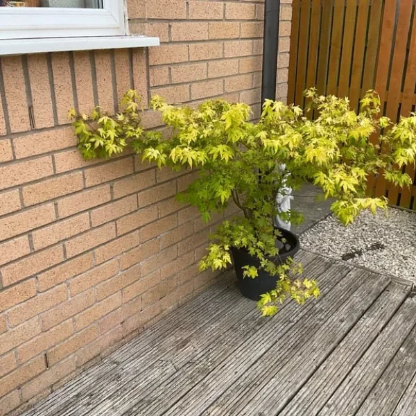 Mature acer tree in pot