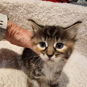 Norwegian Forest kittens - Image 2