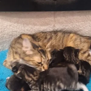 Norwegian Forest kittens - Image 3