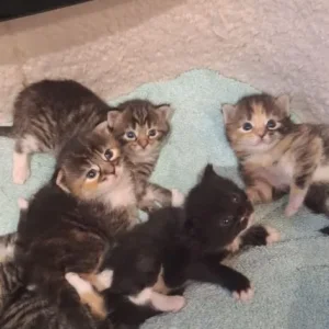Norwegian Forest kittens - Image 4
