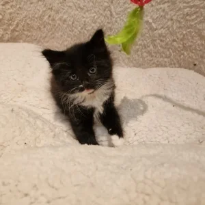 Norwegian Forest kittens - Image 5