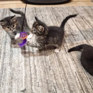 Norwegian Forest kittens - Image 6