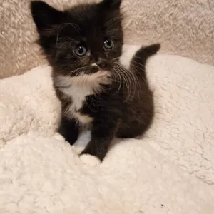 Norwegian Forest kittens - Image 7