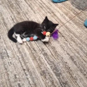 Norwegian Forest kittens - Image 8