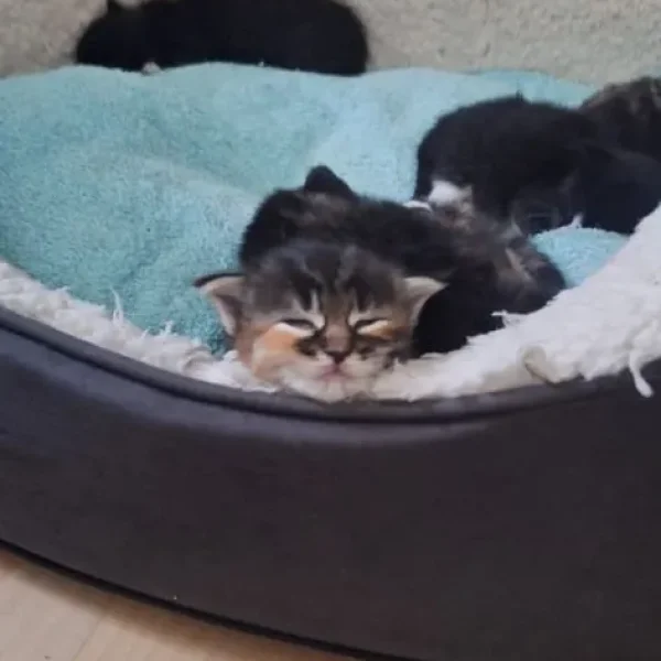 Norwegian Forest kittens