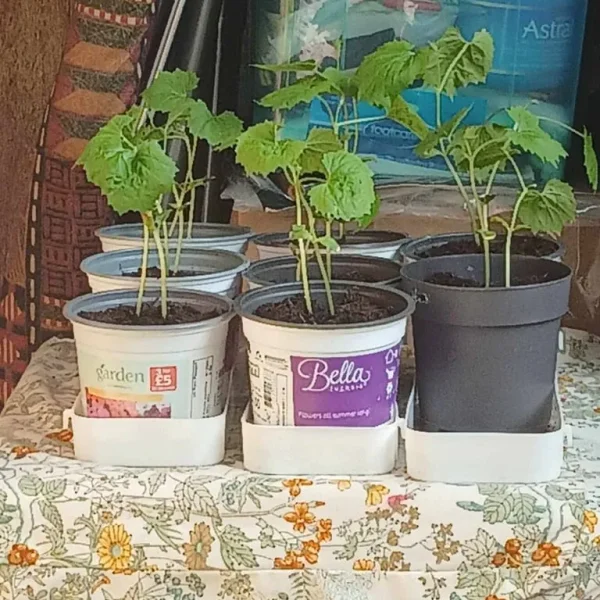 kerela - bitter gourd plant