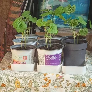 kerela - bitter gourd plant