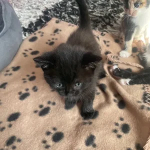 Two 9-week-old kittens - Image 2