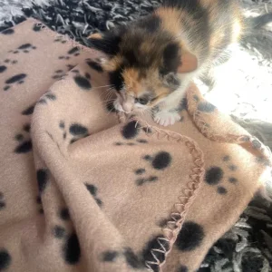 Two 9-week-old kittens