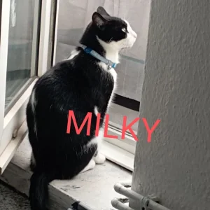 2 black and white male cats - Image 2