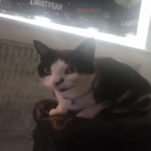 2 black and white male cats - Image 3