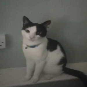 2 black and white male cats - Image 4