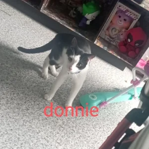 2 black and white male cats