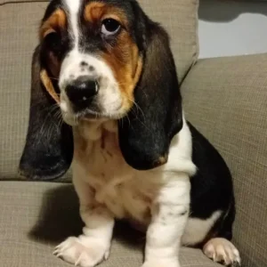Basset hound puppies ready now - Image 2