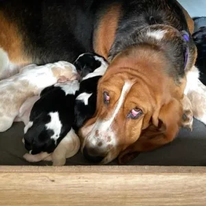 Basset hound puppies ready now - Image 3
