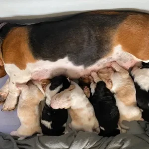 Basset hound puppies ready now - Image 4