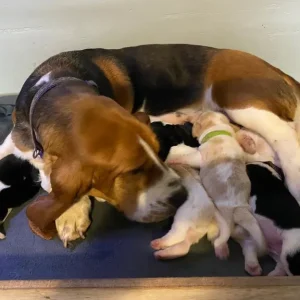 Basset hound puppies ready now - Image 5