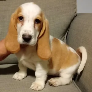 Basset hound puppies ready now