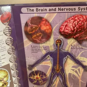 Human Anatomy Book with Jigsaw Puzzles - Image 4