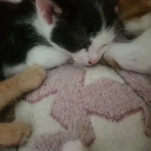 Kittens ready to go in 4 weeks - Image 2