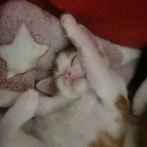 Kittens ready to go in 4 weeks - Image 3
