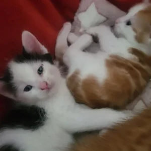 Kittens ready to go in 4 weeks