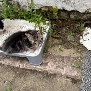 kittens and their mum ready to go home - Image 2