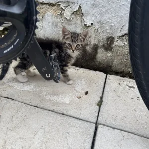 kittens and their mum ready to go home - Image 3
