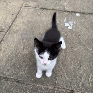kittens and their mum ready to go home - Image 4