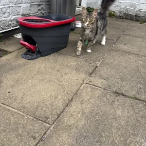 kittens and their mum ready to go home - Image 5