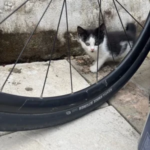 kittens and their mum ready to go home - Image 6