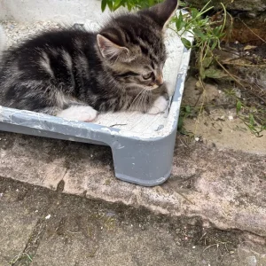 kittens and their mum ready to go home